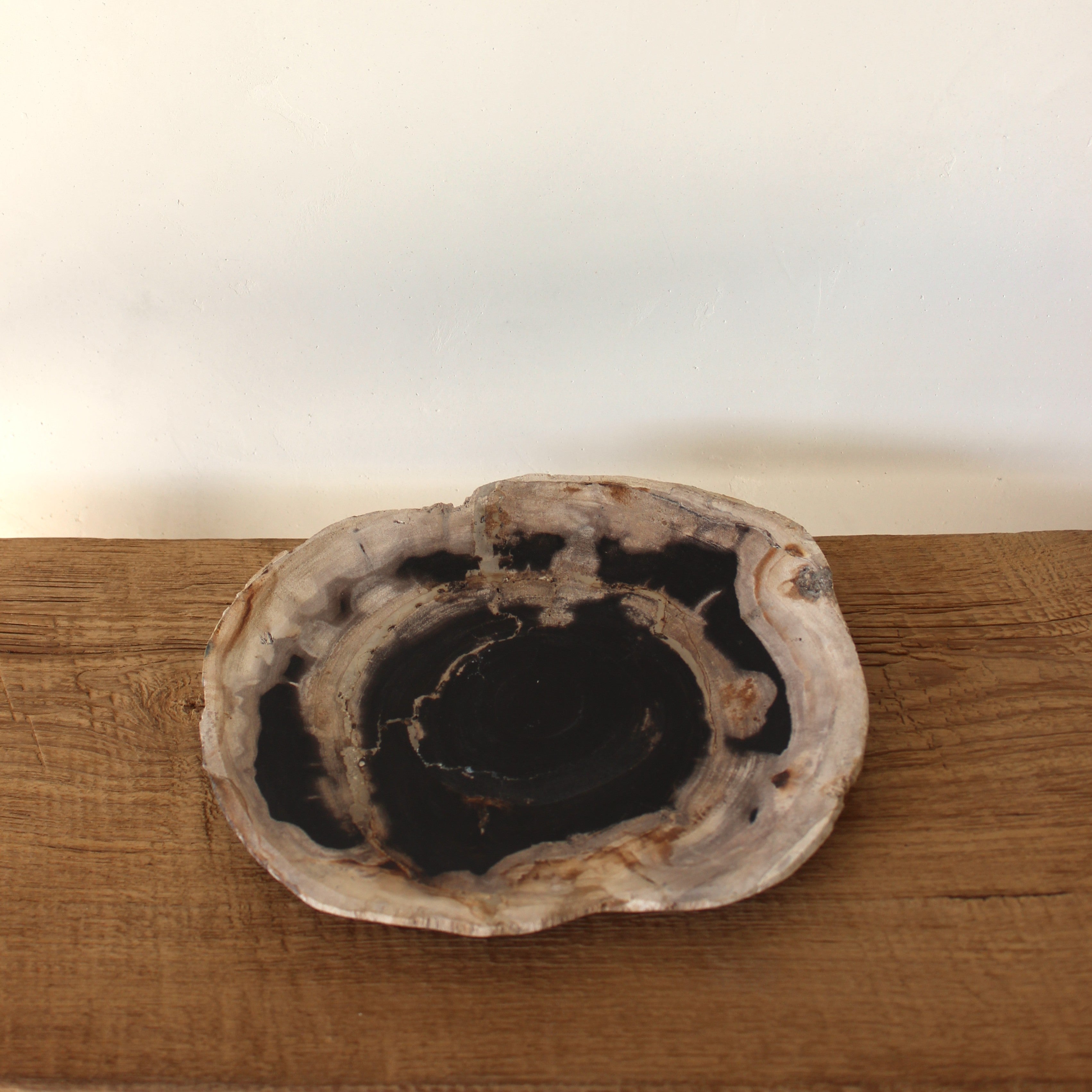 Petrified Wood Plate No.3