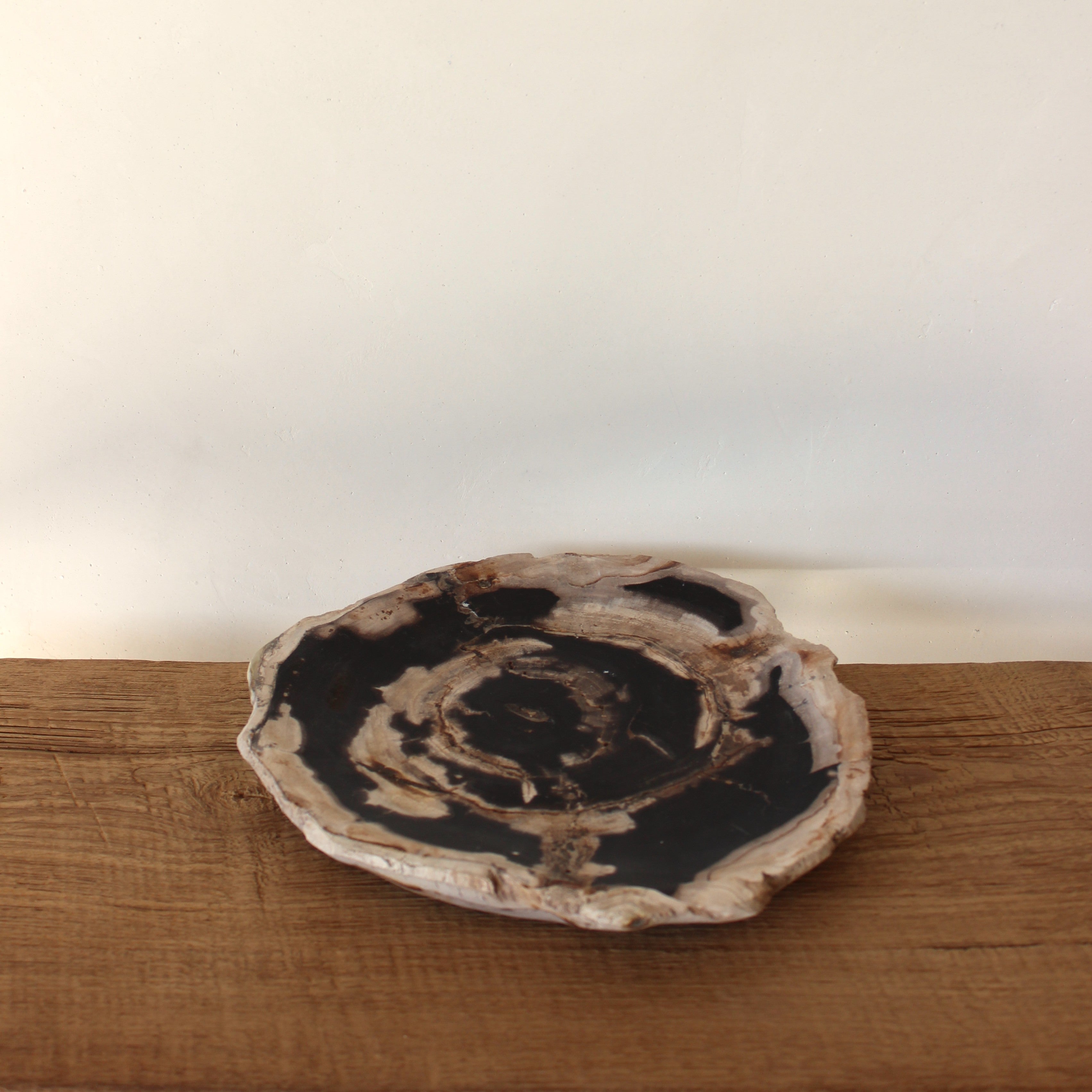 Petrified Wood Plate No.2