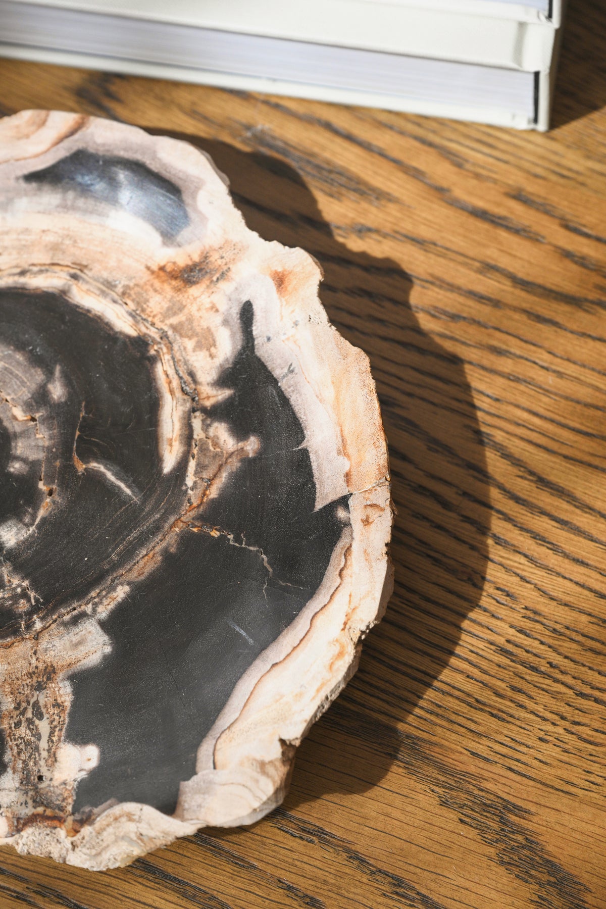 Petrified Wood Plate No.3
