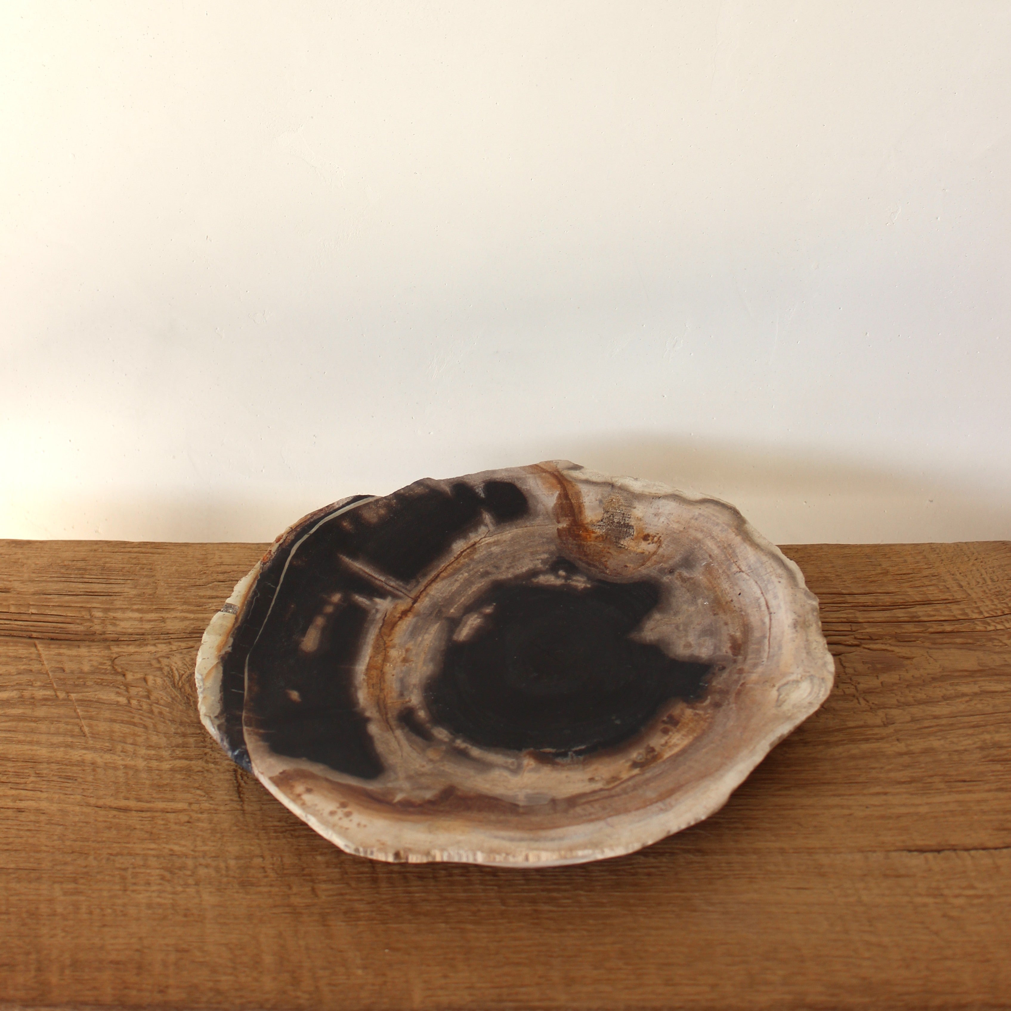 Petrified Wood Plate No.1